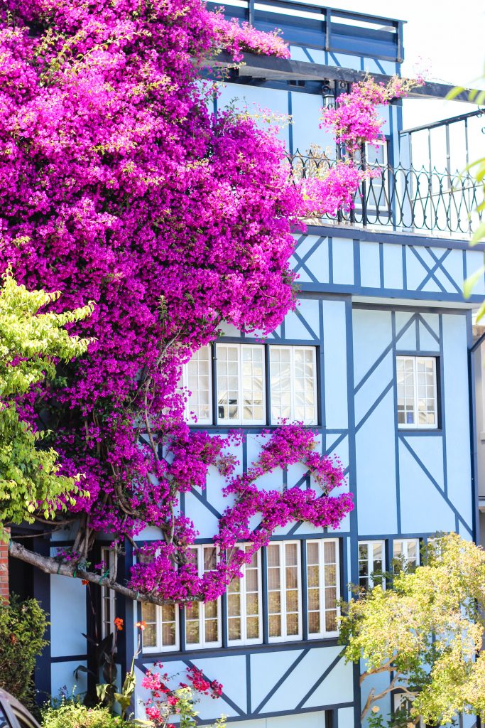 house-lombardstreet-flowers-purple